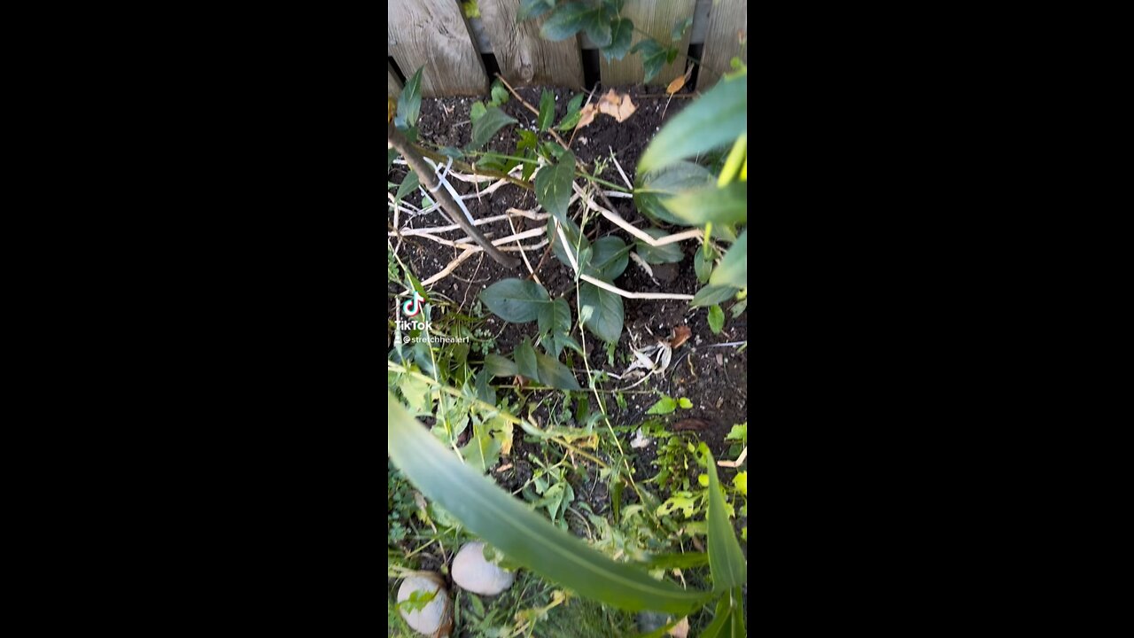 #tiktok #challenge 🤣