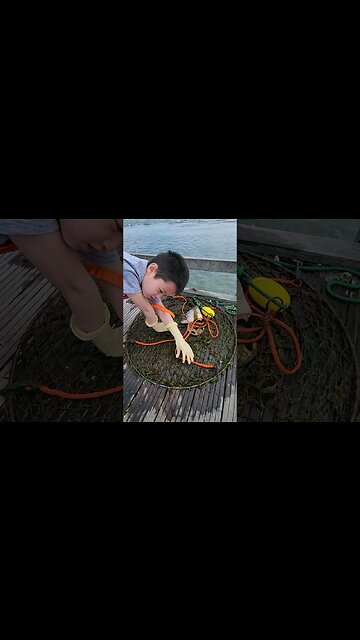 Too much seaweed, no crabs??🦀🦀