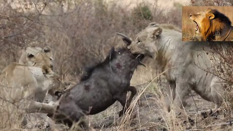 Wildebeest Escapes Twice From Distracted Lions (SAD MOOD)