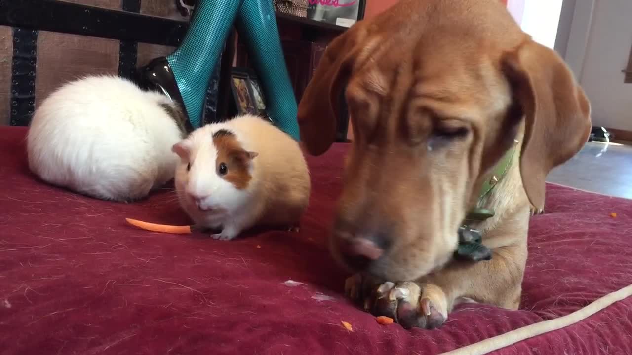 Dog enjoys carrot treat with guinea pig friends