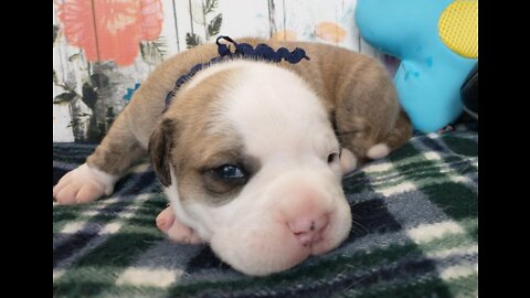 Alapaha Puppies Eye's Are Opened! 2 Weeks Old!