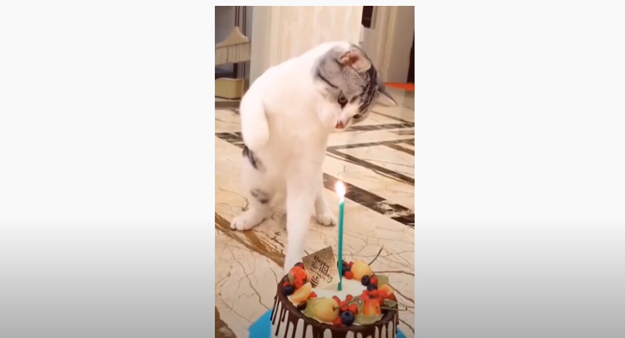 Kitty Trying to blow her birthday candle