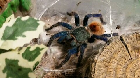 Feeding my Tarantulas