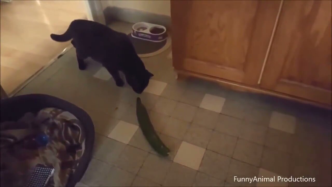 Cats VS Cucumber 2021 || who will win 🐈🍆