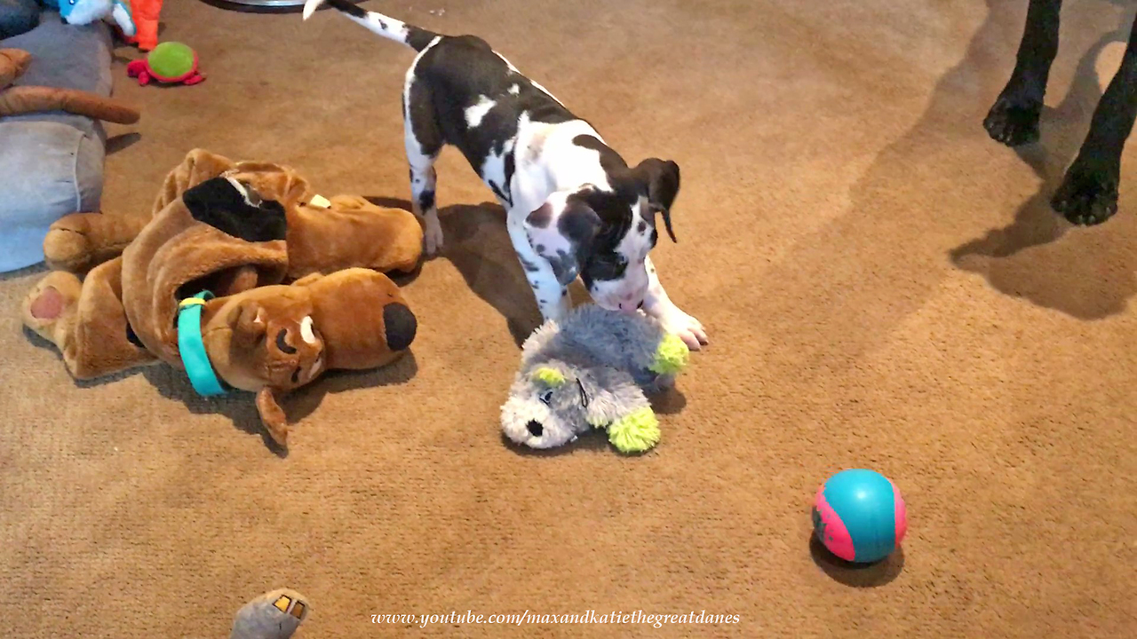 Great Dane Puppy Learns How to Pounce