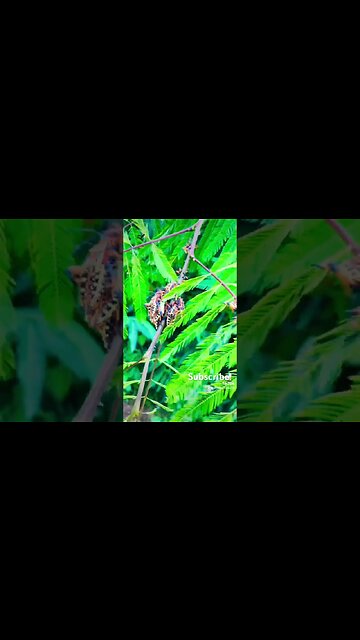 Insanely Colorful Beetles, Amazon Rainforest