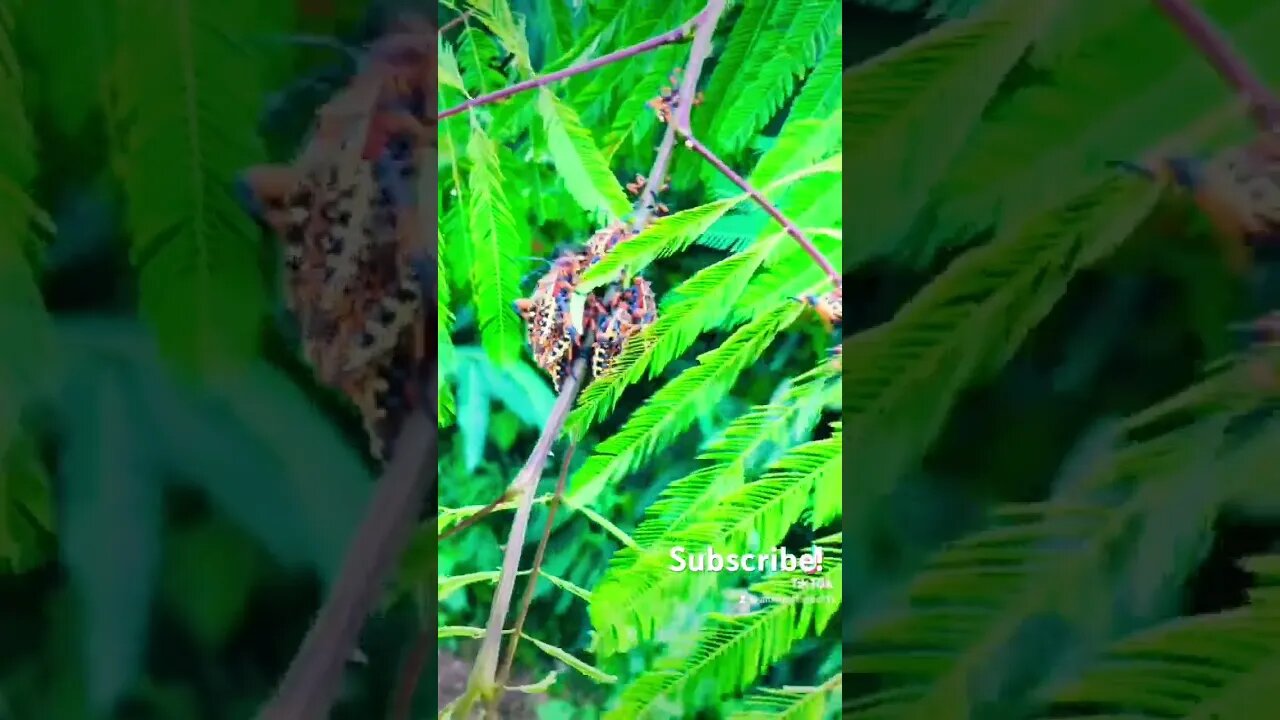 Insanely Colorful Beetles, Amazon Rainforest