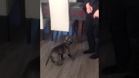 Click Training 10 week old Sharpull Puppy