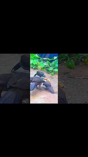 JACU E SEUS FILHOTES COM FOME