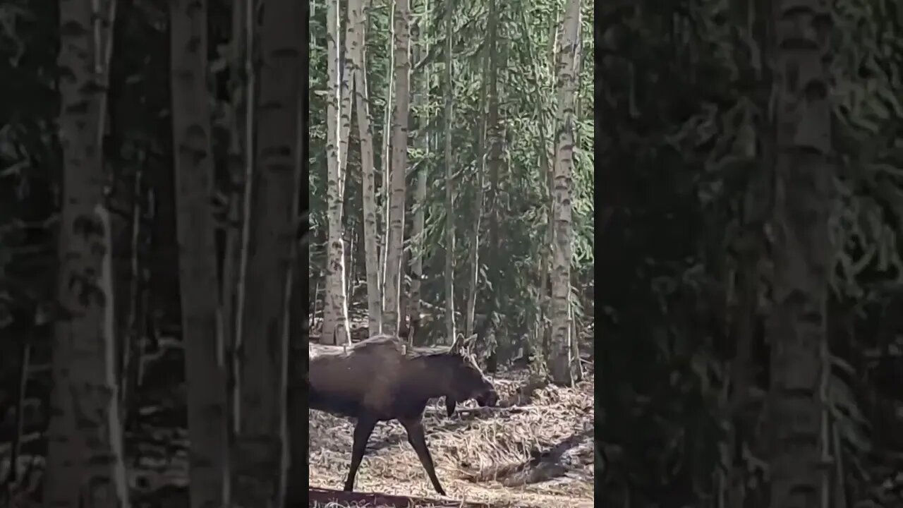 Bull Moose