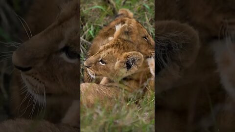 Lion Cubs Fighting #shorts #short