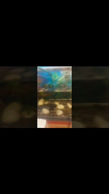 Fish are Panicing!🐟🐟🐠#pets #water