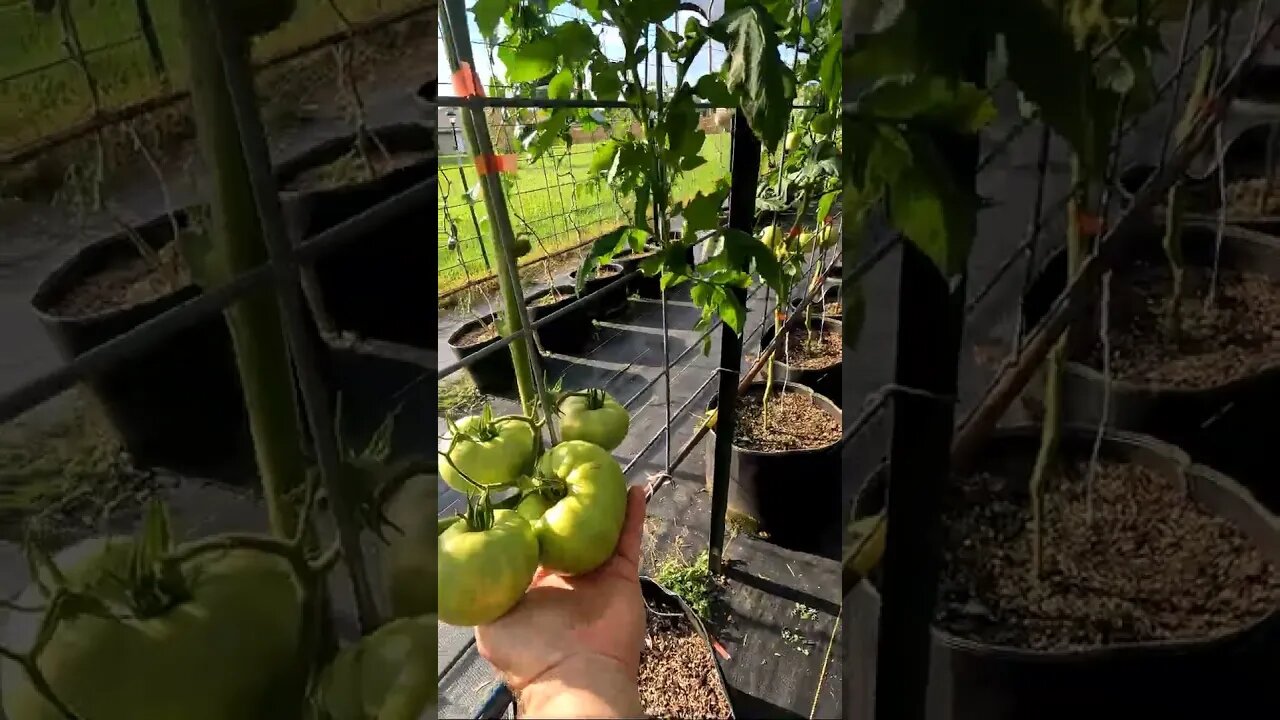 Superbear Tomato (Parthenocarpic/Seedless)