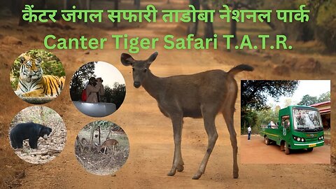 कैंटर सफारी कोलारा कोर ताडोबा नेशनल पार्क | Jungle safari in canter van kolara core zone tadoba