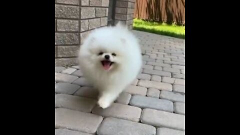 snow dog