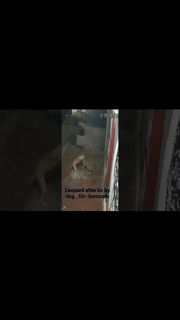 अपनी गली में कुत्ता भी शेर। Dog attacks Leopard #shorts #dogs #leopard