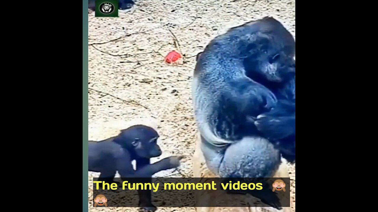 Monkey King funny videos