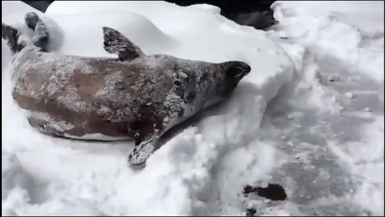 Oregon Zoo animals play in the snow