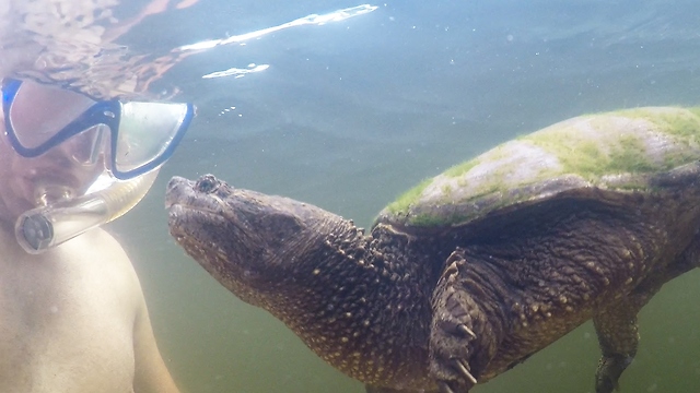 Wild snapping turtle extremely curious of human