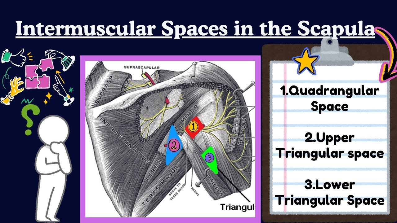 Spaces of Scapula Anatomy EASY | Upper Limb Anatomy