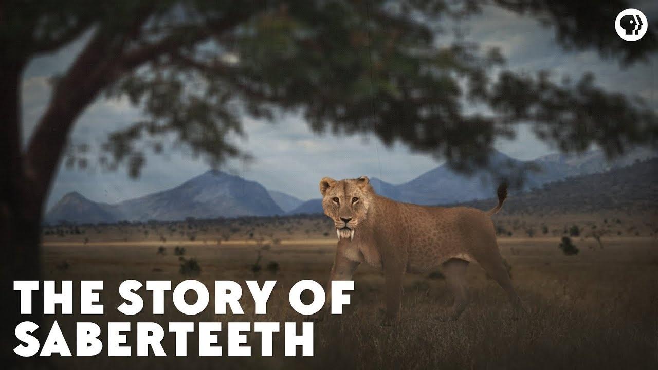 The Story of Saberteeth