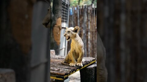 The Only Cute Lion Baby Vedio You Need To Watch #nature #lionbaby #cute #animals #wildlife