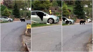 Orso ruba cibo da dentro un'auto