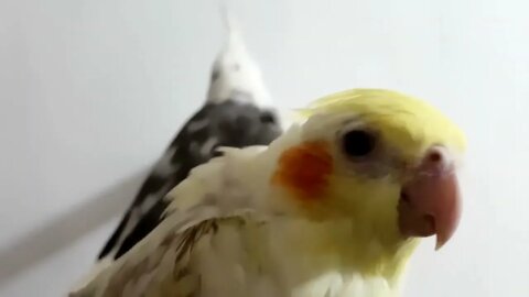 Budgies and Cockatiel Birds Playing and Feeding