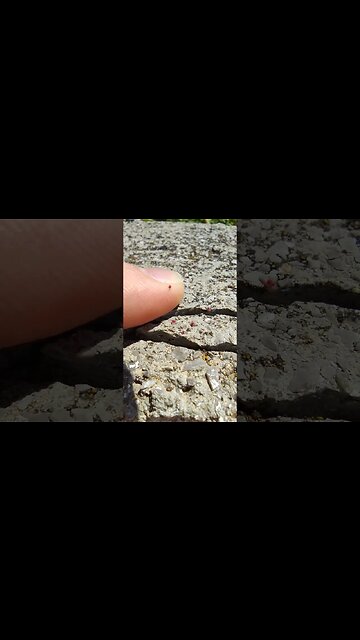 Some Bugs Exploring My Finger in Albania #albania #insects #nature