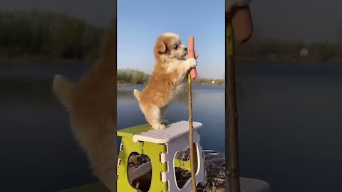 Cute and adorable dog play himself funny video