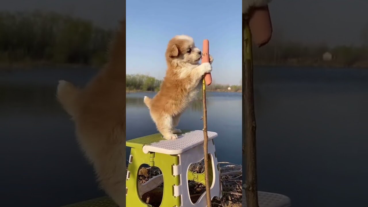 Cute and adorable dog play himself funny video