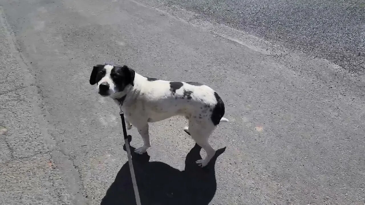 Larry: Assessment 21 (Dog, Human, & Animal Aggression)