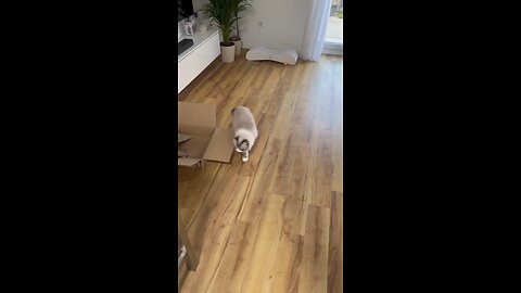 #Funny animal