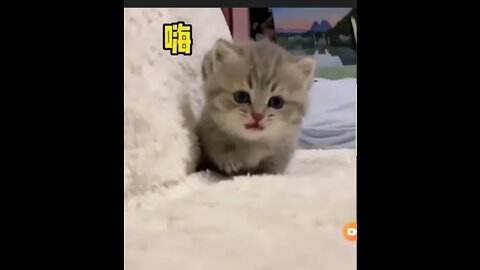 Cat video