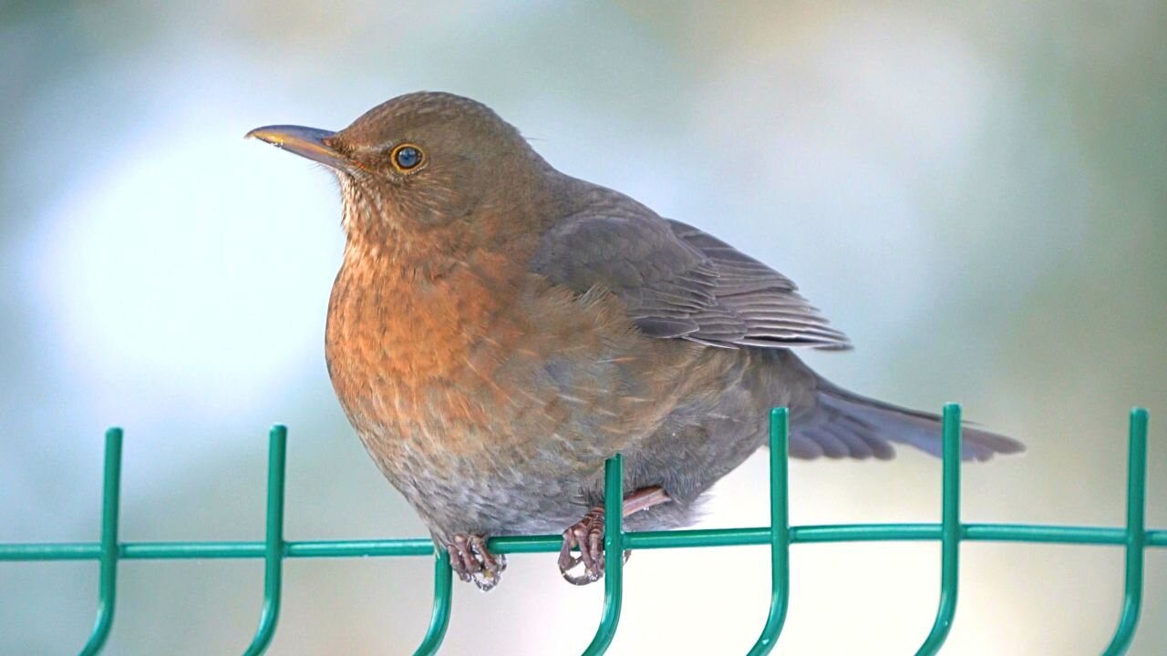 Blackbird Females on a Fence