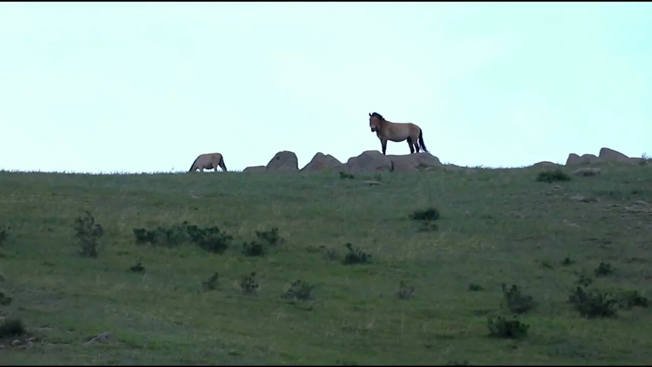 Journey Of The Przewalski's Horse