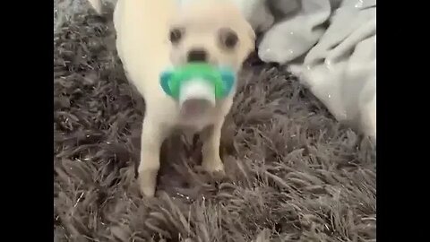 You Won't Believe What This Dog Does Next!