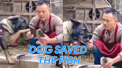 German Shepherd Stopped A Man From Cutting The Fish