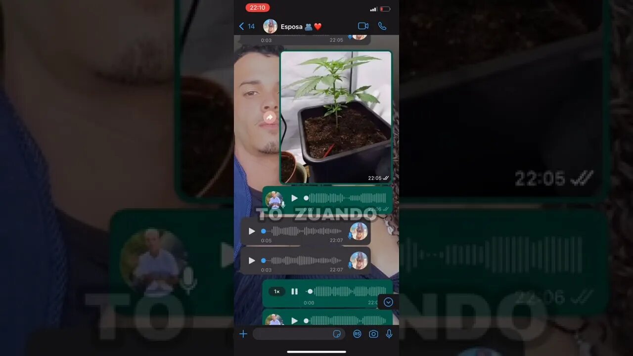 NÃO ACREDITO QUE ELA CONFUNDIU PÉ DE MASTRUZ COM PÉ DE M4CONH4🤦🏻♀️😡🤣