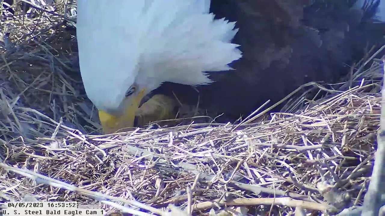 USS Bald Eagle Cam 1 4-5-23 @ 16:53:57 Egg Roll - possible PIP