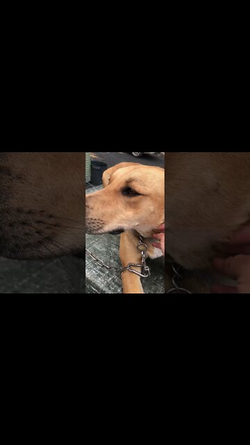 More chats with Slinky the dog.