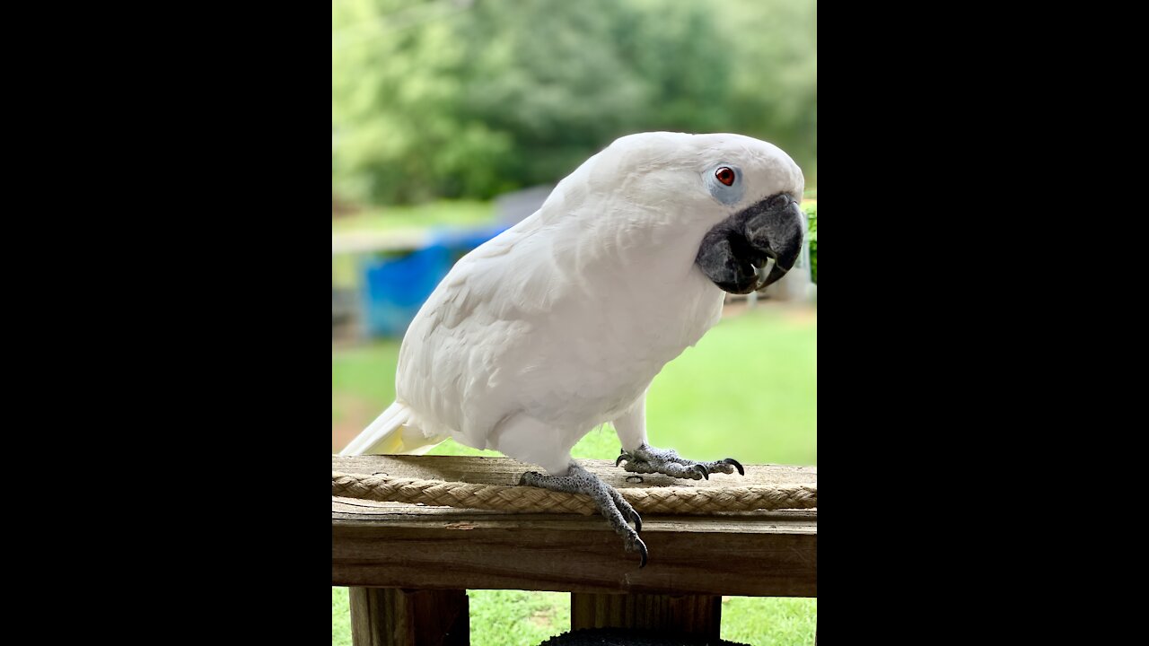 Cockatoo runs hawk off from tree.