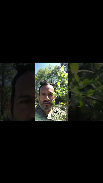 What I Feed My Chickens That Grows in Abundance