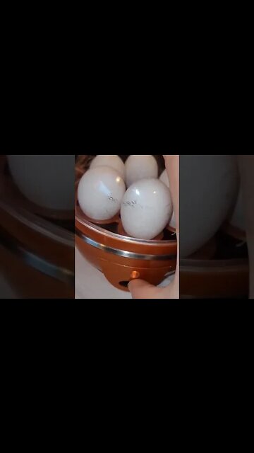 Egg Steamer