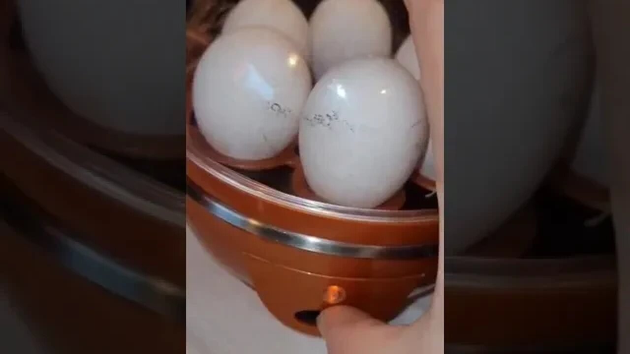 Egg Steamer
