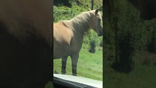 Driving Past Stunning Palomino Brumby