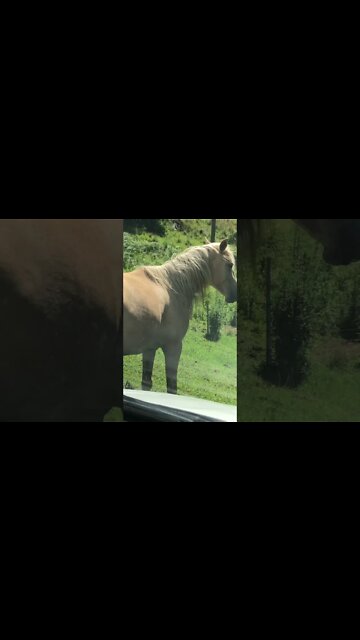 Driving Past Stunning Palomino Brumby