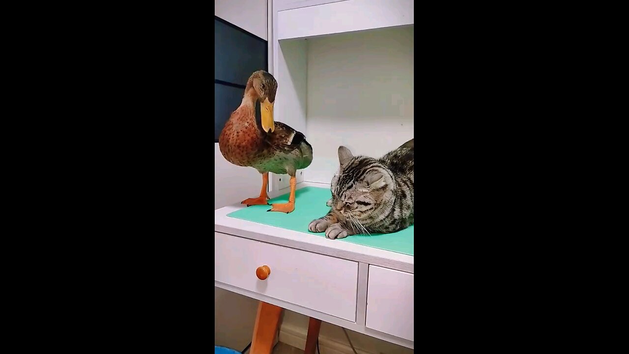 cat fun