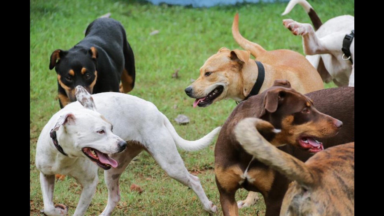 Funny Dogs Lives