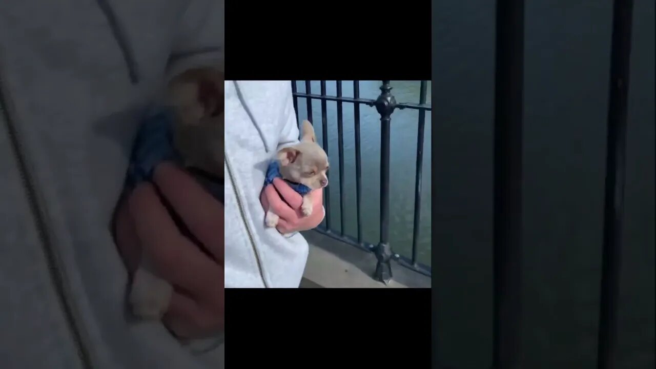 "Laugh Out Loud at This Hilarious Animal!"